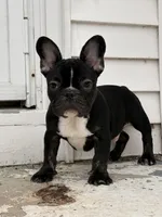 Black and tan, a male French Bulldog for sale in Union City, NJ – Photo 5 of 8