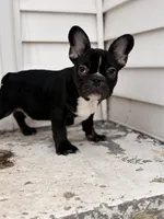Black and tan, a male French Bulldog for sale in Union City, NJ – Photo 6 of 8