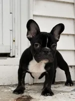 Black and tan, a male French Bulldog for sale in Union City, NJ – Photo 2 of 8