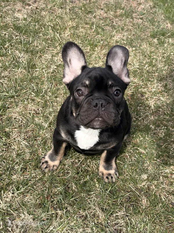 Black and tan – French Bulldog puppy for sale in Union City, NJ