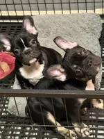Black and tan, a male French Bulldog for sale in Union City, NJ – Photo 2 of 2