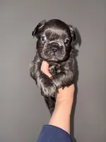Fluffy male 1, a male French Bulldog for sale in Union City, NJ – 1 of 3