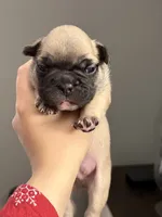 Fawn male , a male French Bulldog for sale in Union City, NJ – 3 of 3