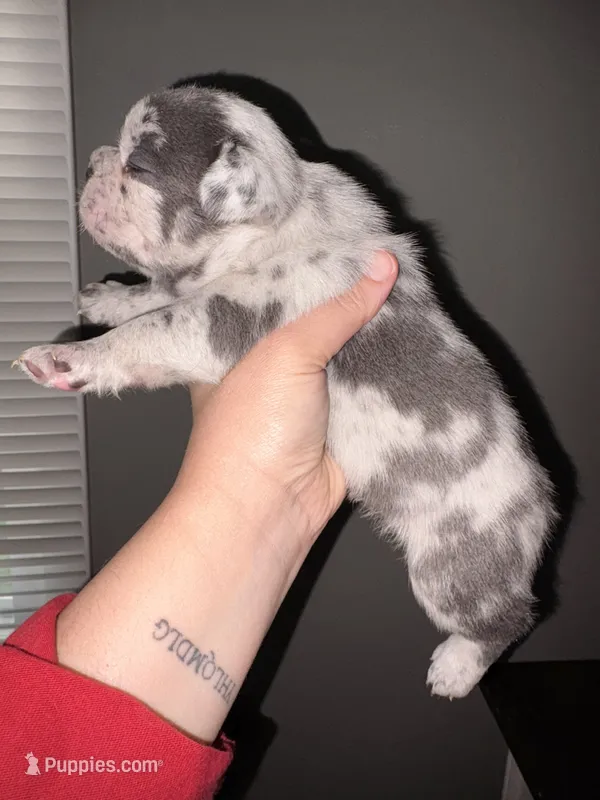 Merle male  – French Bulldog puppy for sale in Union City, NJ