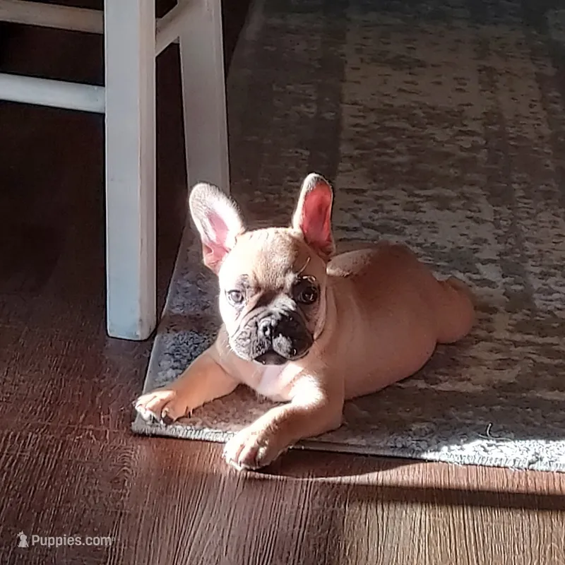 Fawn female – French Bulldog puppy for sale in Union City, NJ