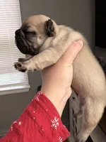 Fawn female , a female French Bulldog for sale in Union City, NJ – 3 of 3