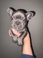 Female , a female French Bulldog for sale in Union City, NJ – 2 of 3