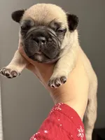 Fawn female , a female French Bulldog for sale in Union City, NJ – 2 of 3