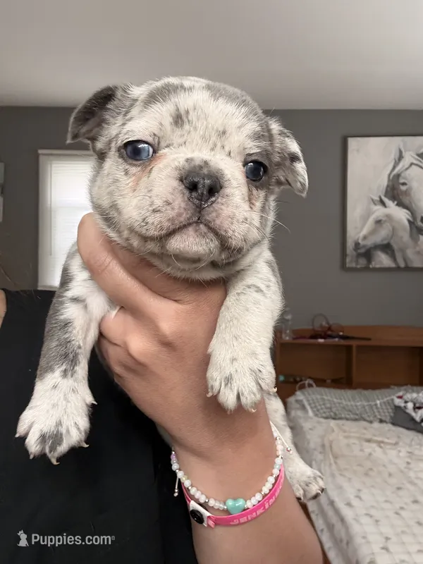 Merle male  – French Bulldog puppy for sale in Union City, NJ