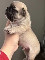 Fawn male , a male French Bulldog for sale in Union City, NJ – 2 of 3