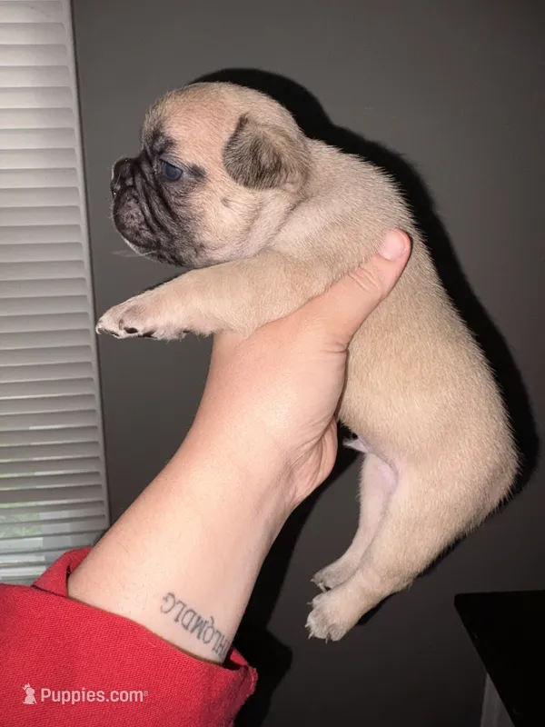 Fawn male  – French Bulldog puppy for sale in Union City, NJ