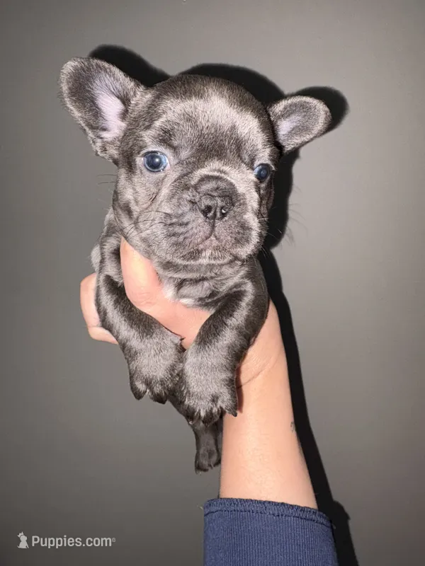 Female  – French Bulldog puppy for sale in Union City, NJ