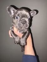 Female , a female French Bulldog for sale in Union City, NJ – 1 of 3