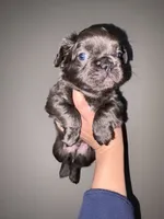 Fluffy male 2, a male French Bulldog for sale in Union City, NJ – 1 of 3
