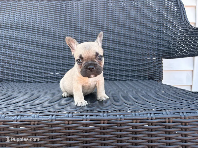 Fawn female  – French Bulldog puppy for sale in Union City, NJ