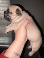 Fawn female , a female French Bulldog for sale in Union City, NJ – 1 of 3