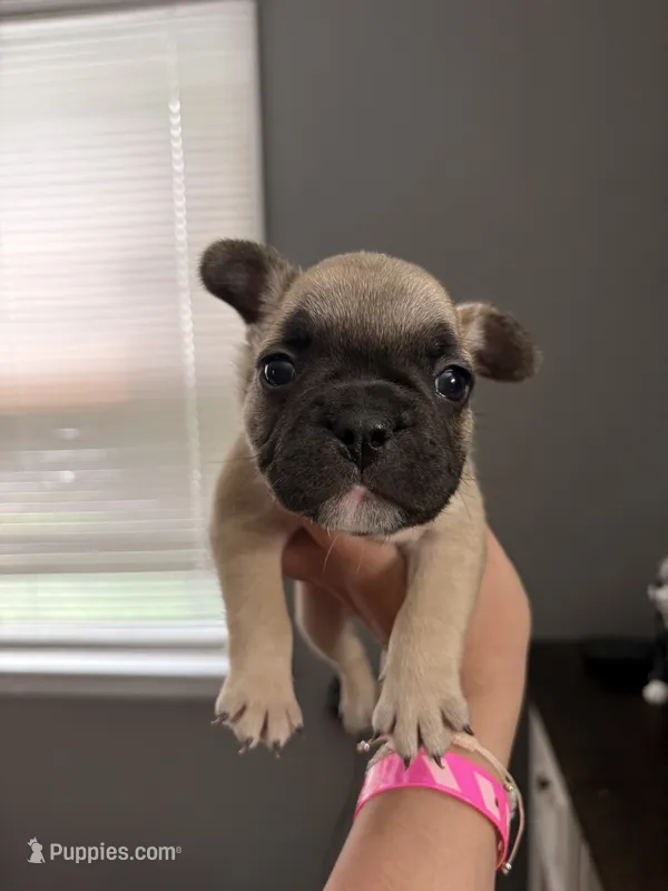 Fawn male  – French Bulldog puppy for sale in Union City, NJ