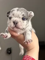Merle male , a male French Bulldog for sale in Union City, NJ – 3 of 3