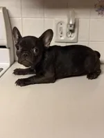 Rojo female, a female French Bulldog for sale in Union City, NJ – Photo 9 of 9