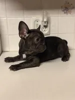 Rojo female, a female French Bulldog for sale in Union City, NJ – Photo 8 of 9