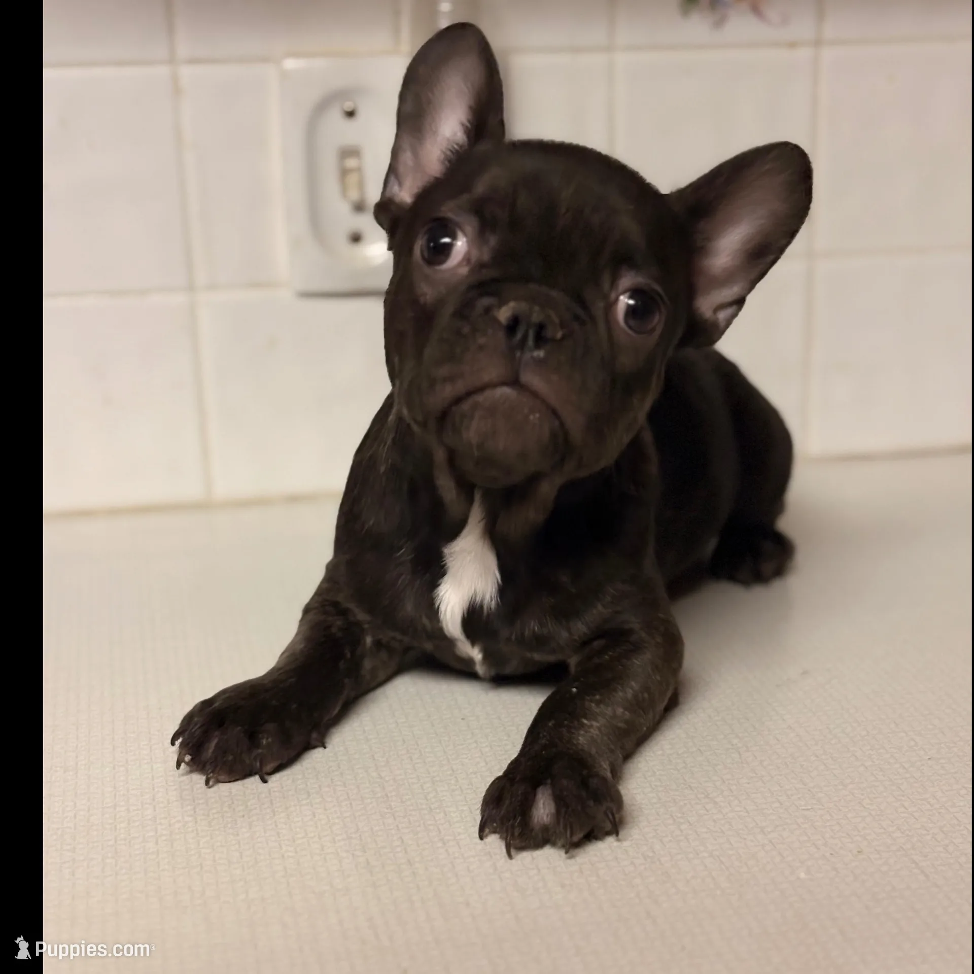 Rojo female – French Bulldog puppy for sale in Union City, NJ