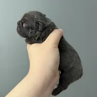 Rojo female, a female French Bulldog for sale in Union City, NJ – Photo 3 of 9