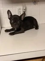 Rojo female, a female French Bulldog for sale in Union City, NJ – Photo 2 of 9