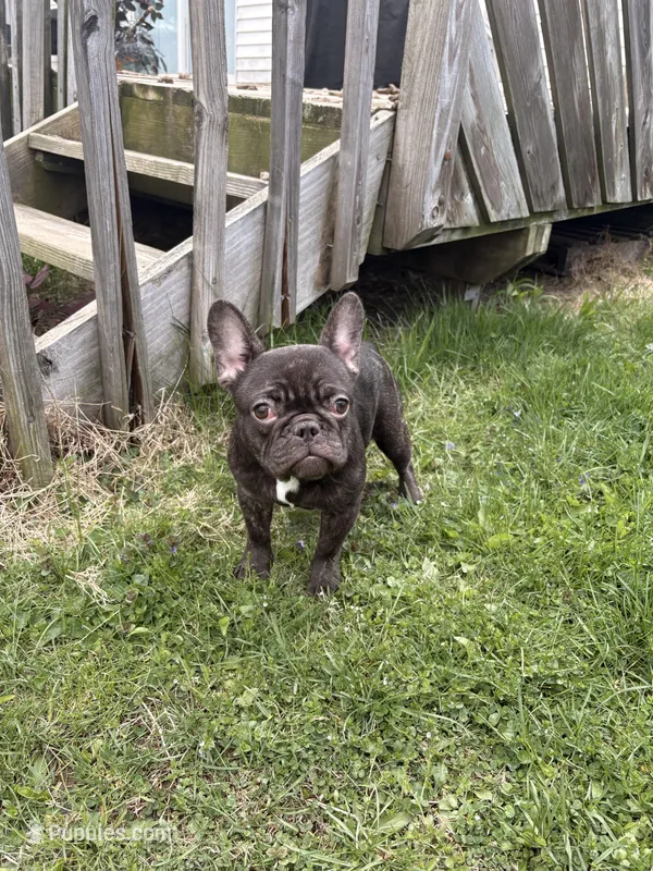 Rojo female – French Bulldog puppy for sale in Union City, NJ