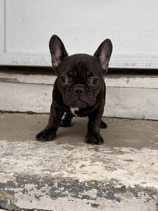 Rojo female, a female French Bulldog for sale in Union City, NJ – Photo 1 of 10