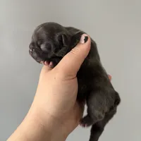 Rojo female, a female French Bulldog for sale in Union City, NJ – Photo 6 of 9