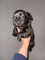 Fluffy male 2, a male French Bulldog for sale in Union City, NJ – 3 of 3