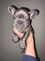 Female , a female French Bulldog for sale in Union City, NJ – 3 of 3