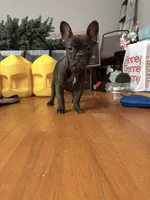 Rojo female 2, a female French Bulldog for sale in Union City, NJ – Photo 2 of 10