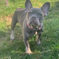 Rojo female 2, a female French Bulldog for sale in Union City, NJ – Photo 6 of 10