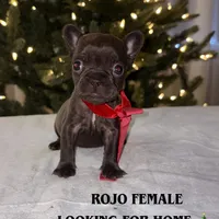 Rojo female 2, a female French Bulldog for sale in Union City, NJ – Photo 4 of 10