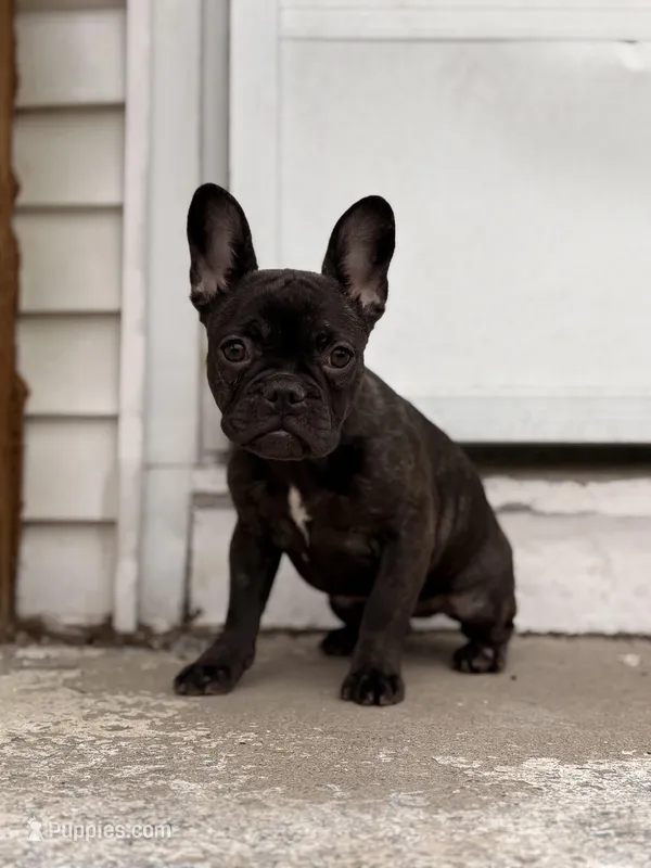 Rojo female 2 – French Bulldog puppy for sale in Union City, NJ