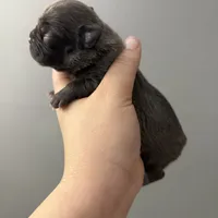 Rojo female 2, a female French Bulldog for sale in Union City, NJ – Photo 5 of 10