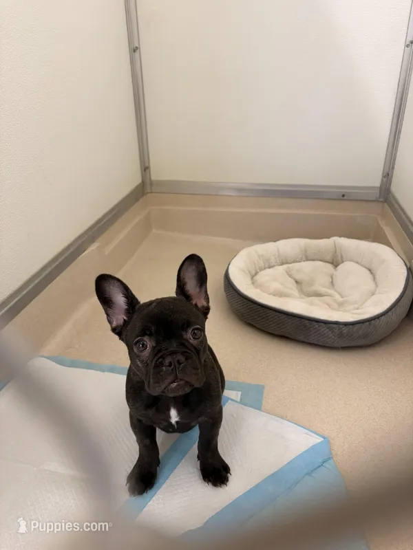 Rojo female 2 – French Bulldog puppy for sale in Union City, NJ