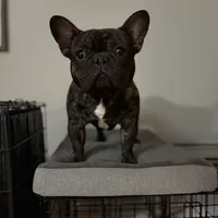 Rojo female 2, a female French Bulldog for sale in Union City, NJ – Photo 8 of 10