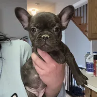 Rojo female 2, a female French Bulldog for sale in Union City, NJ – Photo 3 of 10