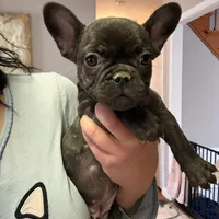 Rojo female 2, a female French Bulldog for sale in Union City, NJ – Photo 10 of 10