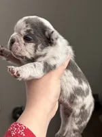 Merle male , a male French Bulldog for sale in Union City, NJ – 2 of 3
