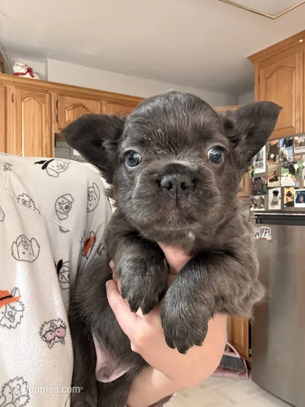 Fluffy male 1 – French Bulldog puppy for sale in Union City, NJ