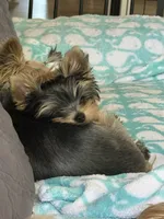 AKC Chopper, a male Yorkshire Terrier for sale in Mountlake Terrace, WA – 7 of 9