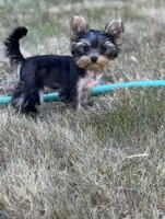 AKC Chopper, a male Yorkshire Terrier for sale in Mountlake Terrace, WA – 8 of 9