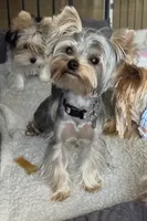 AKC Chopper, a male Yorkshire Terrier for sale in Mountlake Terrace, WA – 3 of 9