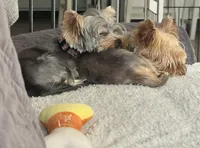 AKC Chopper, a male Yorkshire Terrier for sale in Mountlake Terrace, WA – 4 of 9