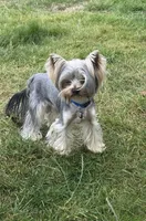 AKC Chopper, a male Yorkshire Terrier for sale in Mountlake Terrace, WA – 2 of 9