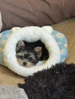 AKC Chopper, a male Yorkshire Terrier for sale in Mountlake Terrace, WA – 9 of 9