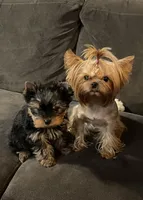 Nori, a female Yorkshire Terrier for sale in Mountlake Terrace, WA – Photo 3 of 4